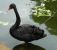 Cisne Negro.jpg
